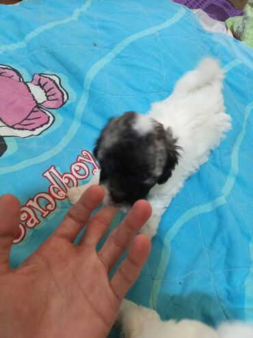 dovşan haqqında məlumat: Pudel, 1 ay, Dişi lalafo.az -da dovşan haqqında məlumat: Pudel, 1 ay, Dişi