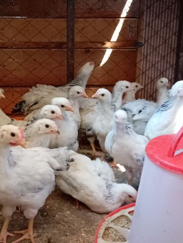 отходы для животных: Продаю | Цыплята | Несушки