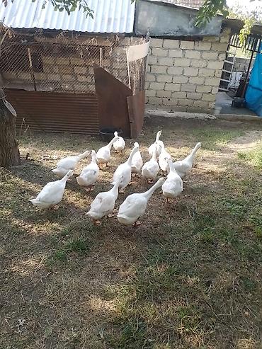 qasqaldaq eti: Linda Kuban qazlar. Sayı 14 ədəddir. Real alıcılar narahat etsin — 2