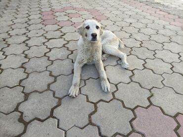 Продажа собак: Алабай, 6 месяцев, Самка, С прививкой
