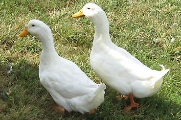 pekin ördək: Ağ Pekin ördəkləri – iri cüssəli, sürətli böyüyən, ət və yumurta — 1