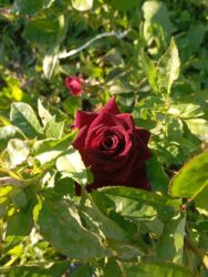 Çöl bitkiləri: Saqı Gülçülük – Tərtərin ən gözəl gülləri Bir gül təkcə ətriylə deyil — 23