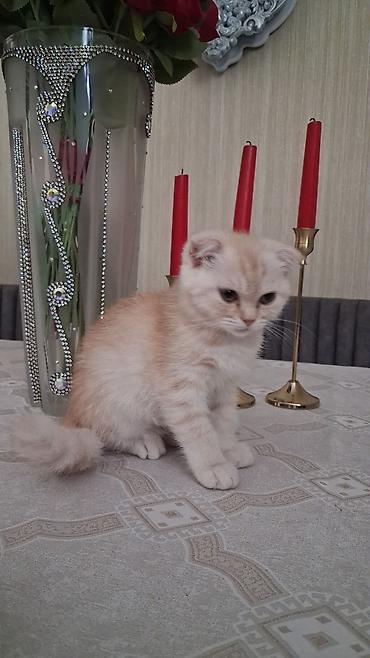 heyvan pişik: Şotland, Dişi, Yaxşı əllərə, Ünvandan götürmə — 1