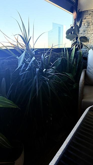 dibcək gul: Böyük ölçülü otaq bitkiləri dəsti 1ededi 80manatdi - Növ: Dracaena — 6
