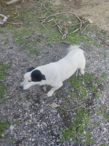 İtlər: Zvonok, 11 ay, Erkek, Peyvəndli -da lalafo.az — 15 İtlər: Zvonok, 11 ay, Erkek, Peyvəndli — 15