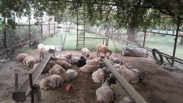 Qoyunlar, qoçlar: Erkək, il: 7, 55 kq, Ətlik, Ünvandan götürmə — 2