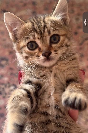 кот мейнкун: Кошка даром: Беспородная, 2 месяца, Девочка — 2