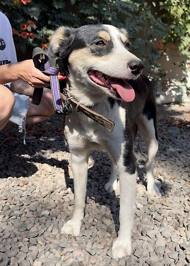 Отдам даром собаку: Собака даром: Дворняжка, 2 года, Самка, С прививкой — 6