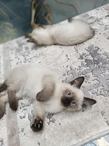 Pişiklər: Siam, Erkək, Dişi, Yaxşı əllərə, Ünvandan götürmə, Pulsuz çatdırılma, Ödənişli çatdırılma — 6