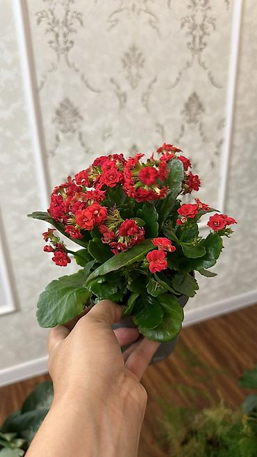 Комнатные растения: Продаю комнатные цветы 🌹 все виды 
ватсапп — 3
