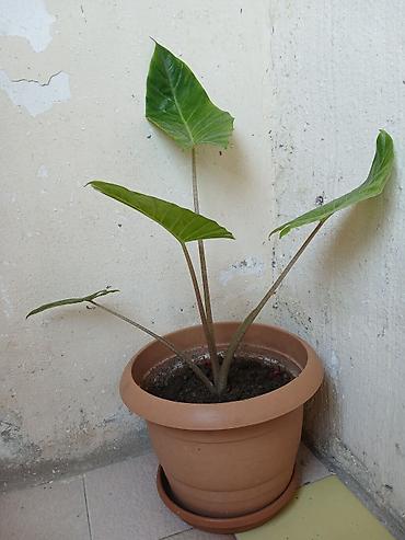 ciledagi bitkisi: Alokaziya (Alocasia) – dekorativ yarpaqlı otaq bitkisi - Qab: gil — 2