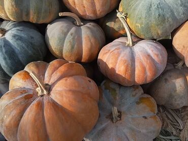пахта цена ош: Есть 2 тонн кг за 15 сом Тыква столовая, сезонный урожай. - Сорта
