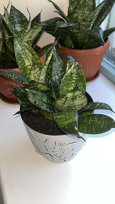 Сансевиерия (Sansevieria) карликовая, пестролистная розетка в