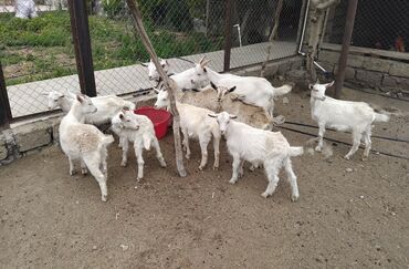 hələp keçiləri: Erkək, Alpine, Zanen, il: 3, 1 kq, Damazlıq, Südlük, Pulsuz çatdırılma