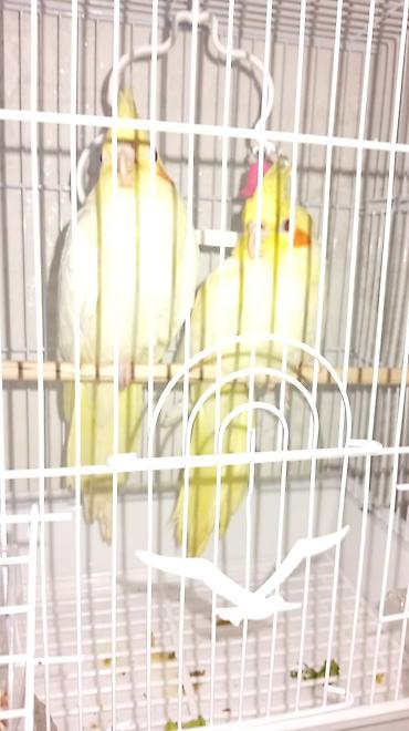 qus nomreleri: Məhsul: Korella (Cockatiel) balaları Cüt satılır kim isdese əlaqe — 4