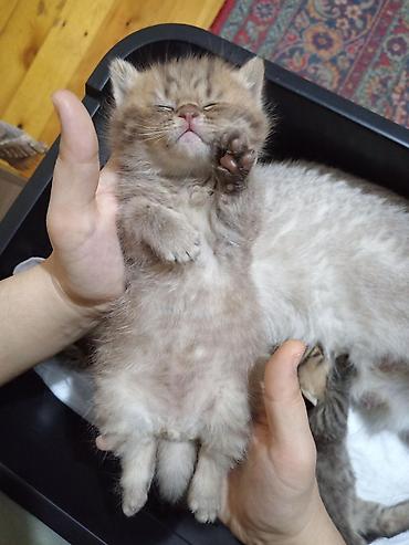 Pişiklər: Britan — 9