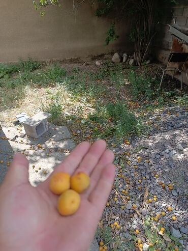 Продажа домов: Дом, 100 м², 4 комнаты, Собственник, Евроремонт — 3