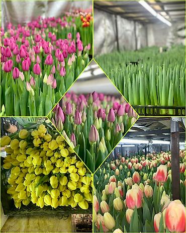 Организация мероприятий: Организация мероприятий | Букеты, флористика — 25