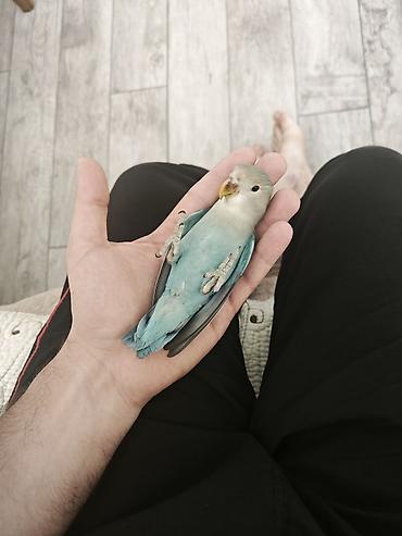 bulbul quşu: Ağüzlü-mavi sevgi quşu (lovebird) - Növ: Ağüzlü sevgi quşu (Agapornis — 1