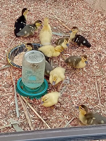 12 ədəddir lal ördəklərdi.ciddi alıcıya endirim bele ederemki
