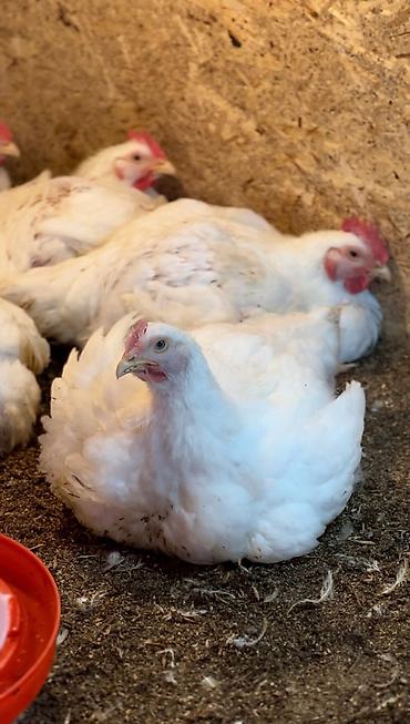Бройлер: Продаем домашних бройлеров — выращены на натуральных кормах с особым — 4