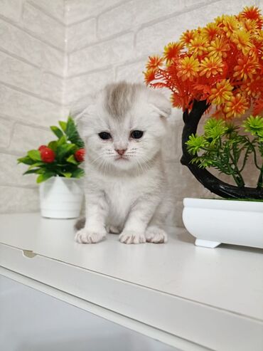 Pişiklər: Cins Paroda pişikləri. Şotland, Britan, Pers. Rəngləri də cür bə cür -da lalafo.az — 7 Pişiklər: Cins Paroda pişikləri. Şotland, Britan, Pers. Rəngləri də cür bə cür — 7