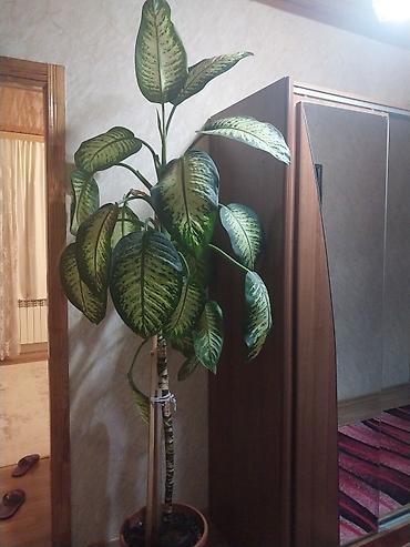ev bitkisi: Böyuk bəzəkli otaq bitkisi – Dieffenbachia (tropik dekorativ yarpaq) — 1