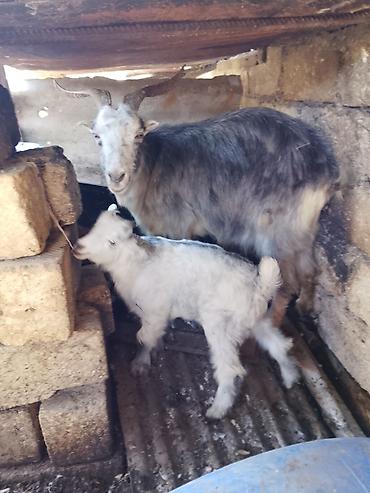 keci satan: Satılır: ana keçi və balası (oğlaq). - Ana keçi: buynuzlu, boz-ağ — 1