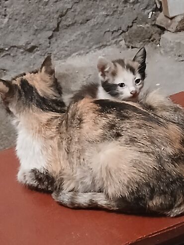 серая кошка: Кошка даром: Беспородная, 2 месяца, Мальчик, Приучена к лотку