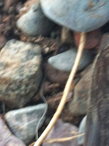 Продажа сельхоз предприятий: Кошара, 1500 соток, Действующий, С оборудованием, Электричество, Канализация, Отопление — 19