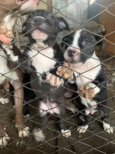 Продажа собак: Щенки с короткой гладкой шерстью, мощным телосложением и широкими — 1