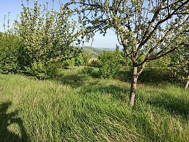 Torpaq sahələrinin satışı: 30 sot, Tikinti, Mülkiyyətçi, Kupça (Çıxarış) — 9