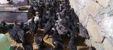 Digər quşlar: Ya Allah. Salam Hər vaxtınız xeyir! 6 Noyabr 2025 ci ildən — 6