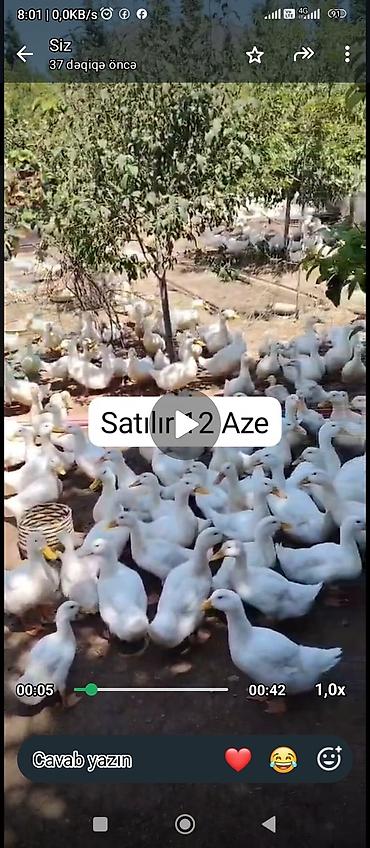 çardaq quşun yuvası: Ördəklər satılır 12Aze — 1