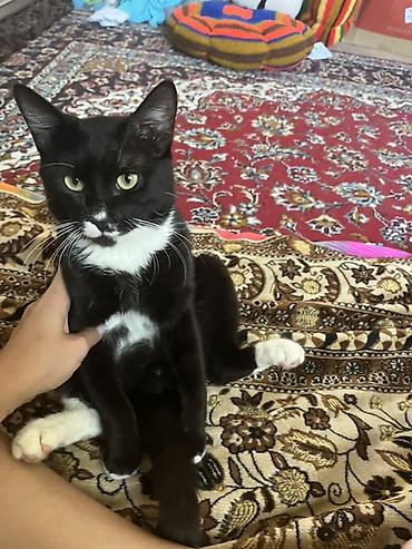 кошка шиншила: Кошка даром: Беспородная, 1 год, Мальчик, Приучена к лотку — 3