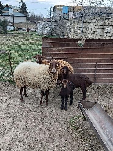 K/t heyvanları və malları: Salam 2 dene Ana baladi. Qirmizi qoyun 1 ci qarnidi disi balaynan .Ag — 1