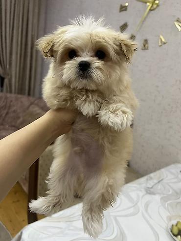 İtlər: Micro Malta Balonka.maksimum 2kq olur. Boyumeyen mınıatur Cıns ana — 2