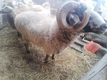 Коровы, быки: Yaş bitmeyib giymet 600 50 kg et var cinsdi cuzi endirim var