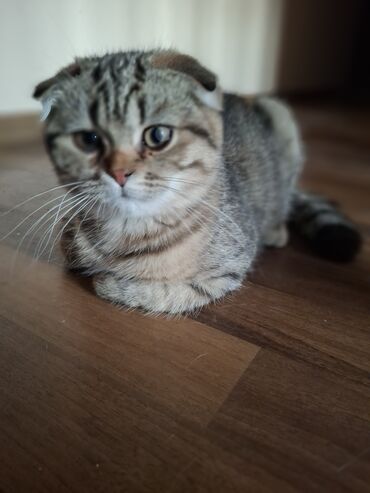 Продажа кошек: Скотиш Фолд (Шотландская вислоухая), 3 месяца, Мальчик