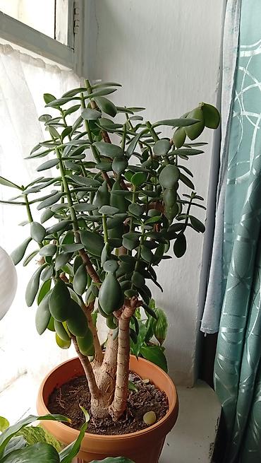 черный принц: Комнатные растения в горшках 1) Сансевиерия (Sansevieria trifasciata — 5