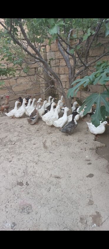 Akvariumlar: Dişi, | Kuban, Ətlik, Ünvandan götürmə
