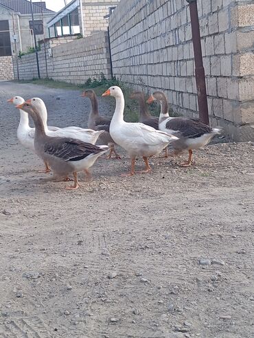 setteri it cinsinin digər adı: Salam saglam bu ilki yerli qazlardi 7 eded kim istese goruntulu yigar