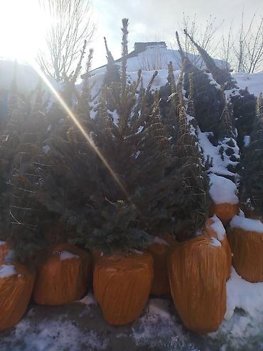 Декоративные деревья: Саженцы деревьев: Ели — 17