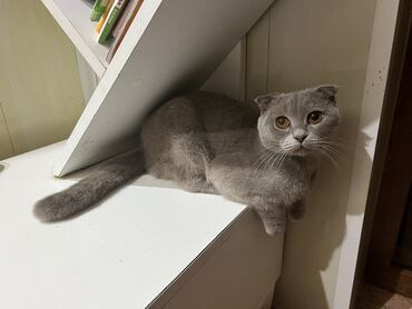 Pişiklər: Şotland, Cütləşmə üçün — 2