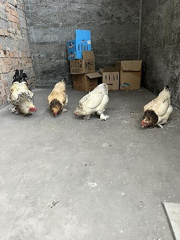 куры живые: Продаю | Куры | Брама | Для разведения — 2