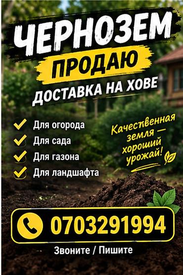 цветы комнатне: Хово — 1