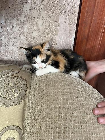 бесплатные кошки: ОТДАМ ДАРОМ домашних котят мальчик и девочка. Один котенок вислоухой — 3