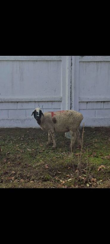 Бараны, овцы: Продаю | Овца (самка) — 6