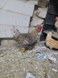 Toyuqlar: Tam saglam yumurtayan toyuglar Bakının Digah kendi — 17