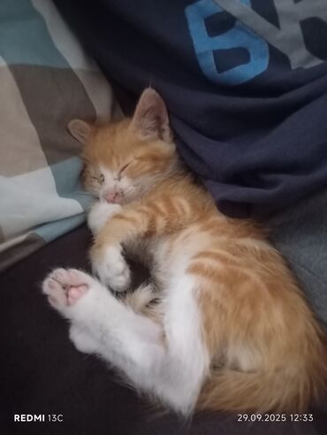 переноска для кота: Котенок рыжего оттенка 2 месяца. отдам даром в добрые руки